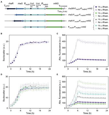 The l-rhamnose-dependent regulator RhaS and its target promoters from Escherichia coli expand the genetic toolkit for regulatable gene expression in the acetic acid bacterium Gluconobacter oxydans